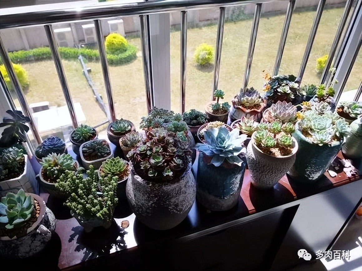 如何养护常见的多肉植物,刚入手的多肉植物怎么养护