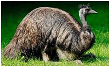 鸟类在分类学中统称为什么,鸟纲分类总表