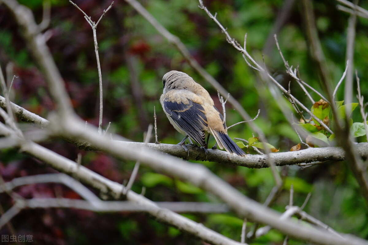 谁言寸草心报得三春晖的解释,谁言寸草心报得三春晖什么意思