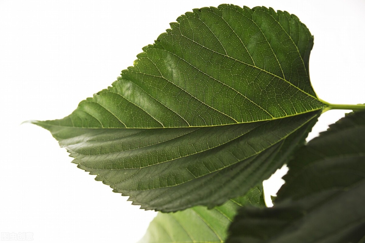 须发早白的中药配方,治疗须发早白的中成药