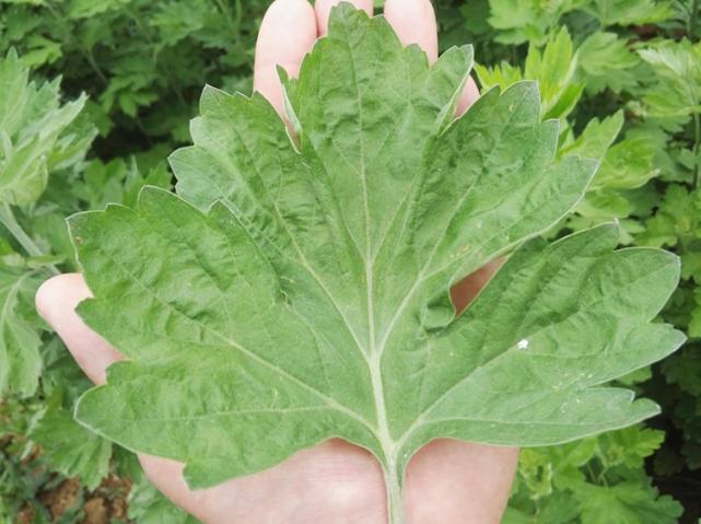 老吴和蕲艾的艾条为啥不出名,老吴艾国潮