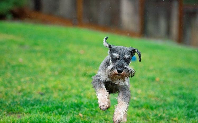 什么狗又便宜又好养适合新手,哪些品种狗比较便宜又好养