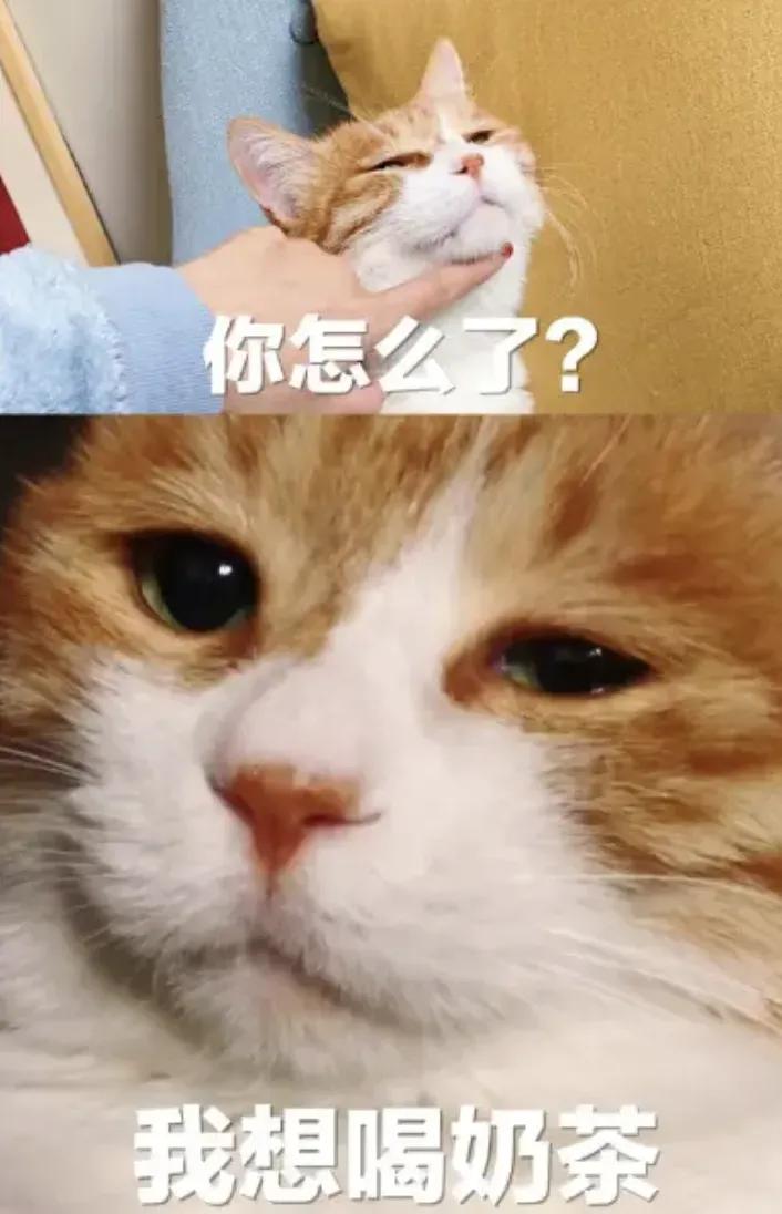 七分甜奶茶是不是骗局,七分甜被央视曝光