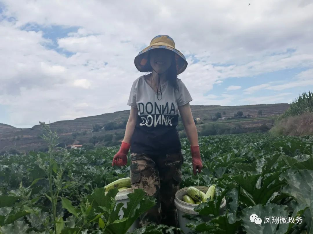 高原夏菜一亩利润,高原夏菜挣钱吗