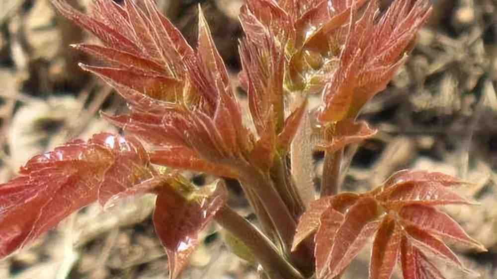 中国地理标志农产品品牌展播,济宁优质农产品品牌