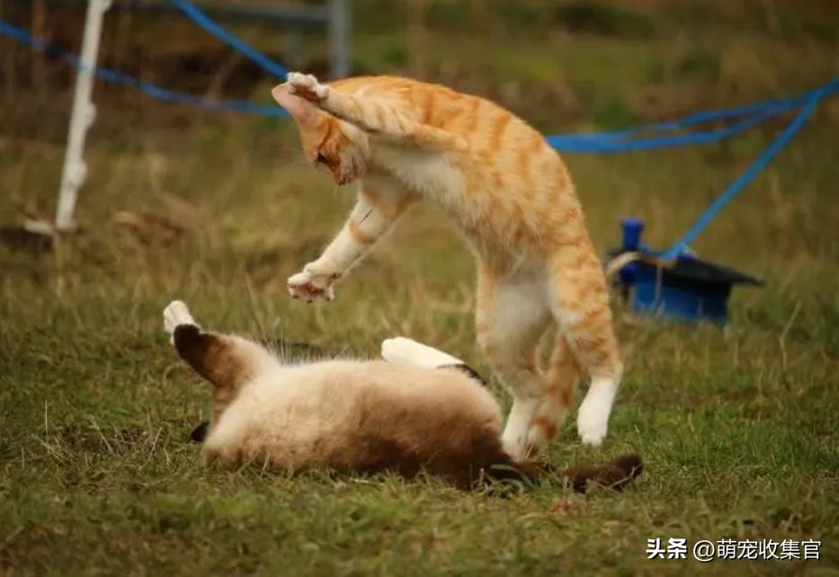 猫一大早不停的叫是什么意思,小奶猫一直叫个不停什么意思