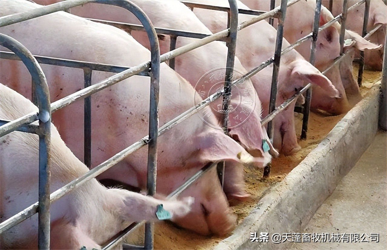 母猪上高床应激怎么处理,母猪产中应激的处理方法