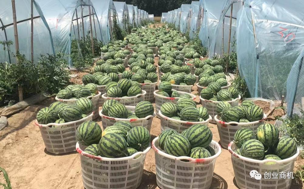 农村适合做什么冷门加工项目,农村新型暴利加工