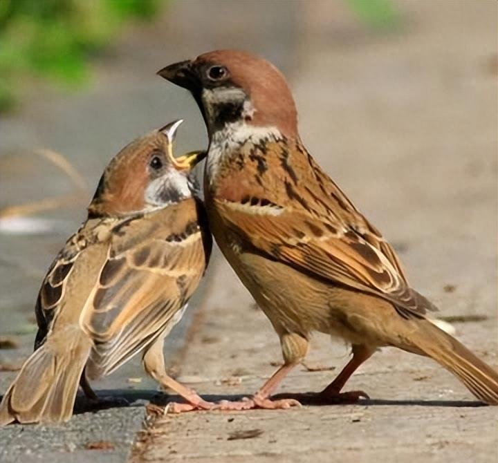 麻雀鸟的养殖方法,麻雀养殖方法
