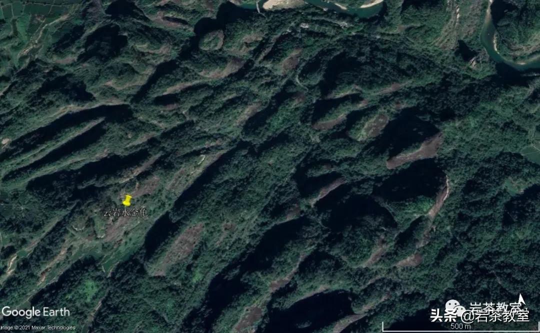 水金龟北斗武夷岩茶,水金龟武夷岩茶简介