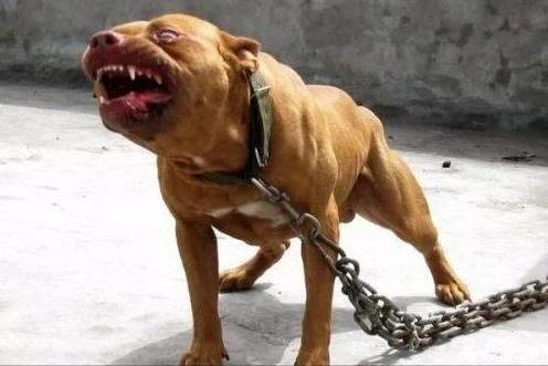 小女孩被恶犬咬原视频,被恶犬咬伤7岁女童状态平稳