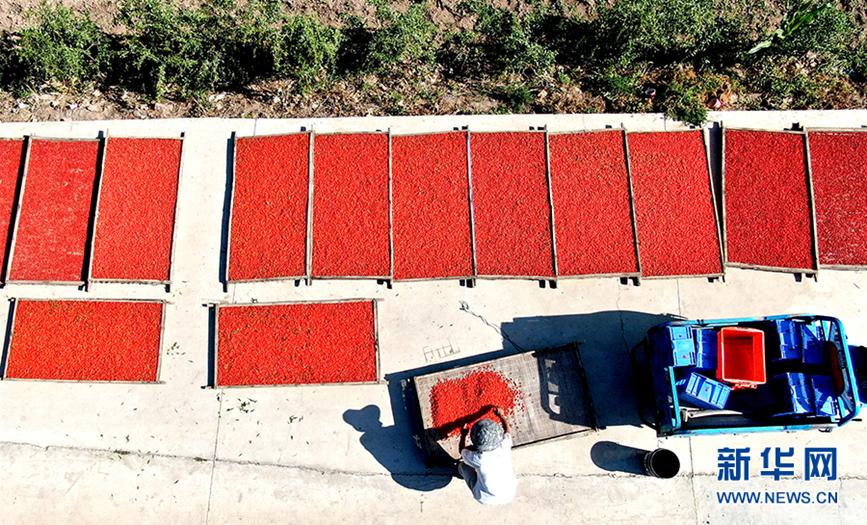 每7粒枸杞就有1粒来自这里，宁夏这个小县也太低调了