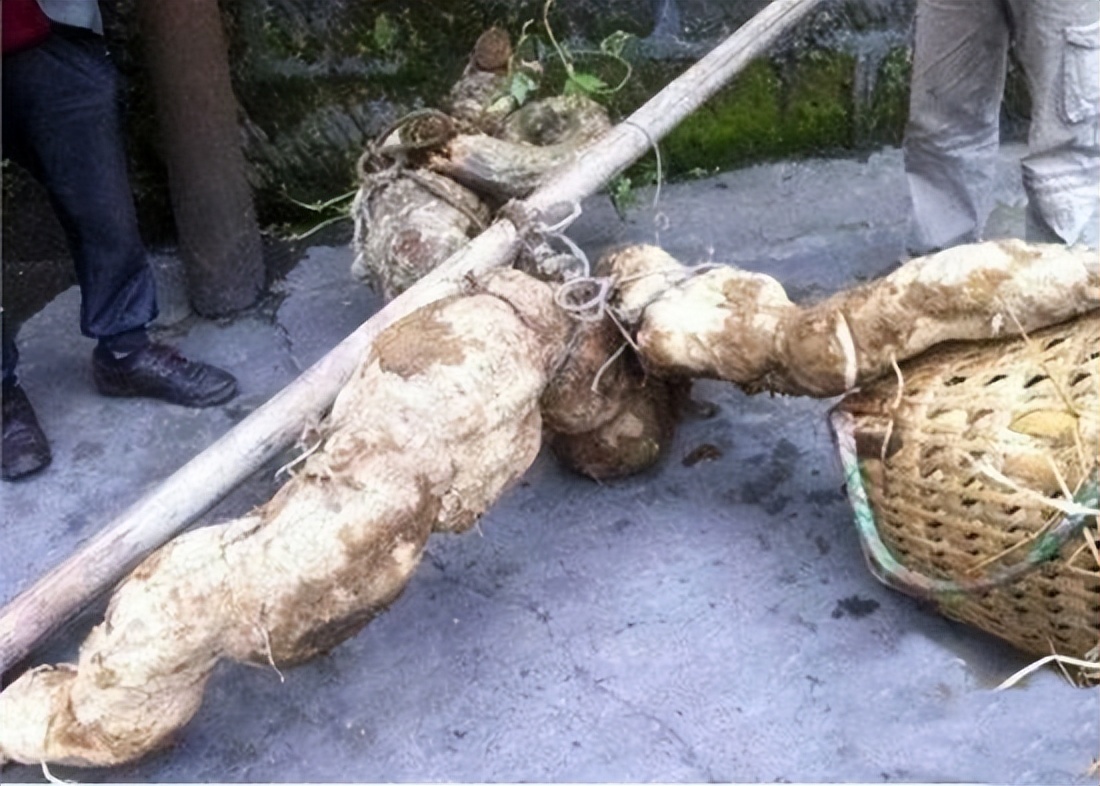 挖出人形树根卖出两百万,农民挖出人形树根竟卖出百万高价
