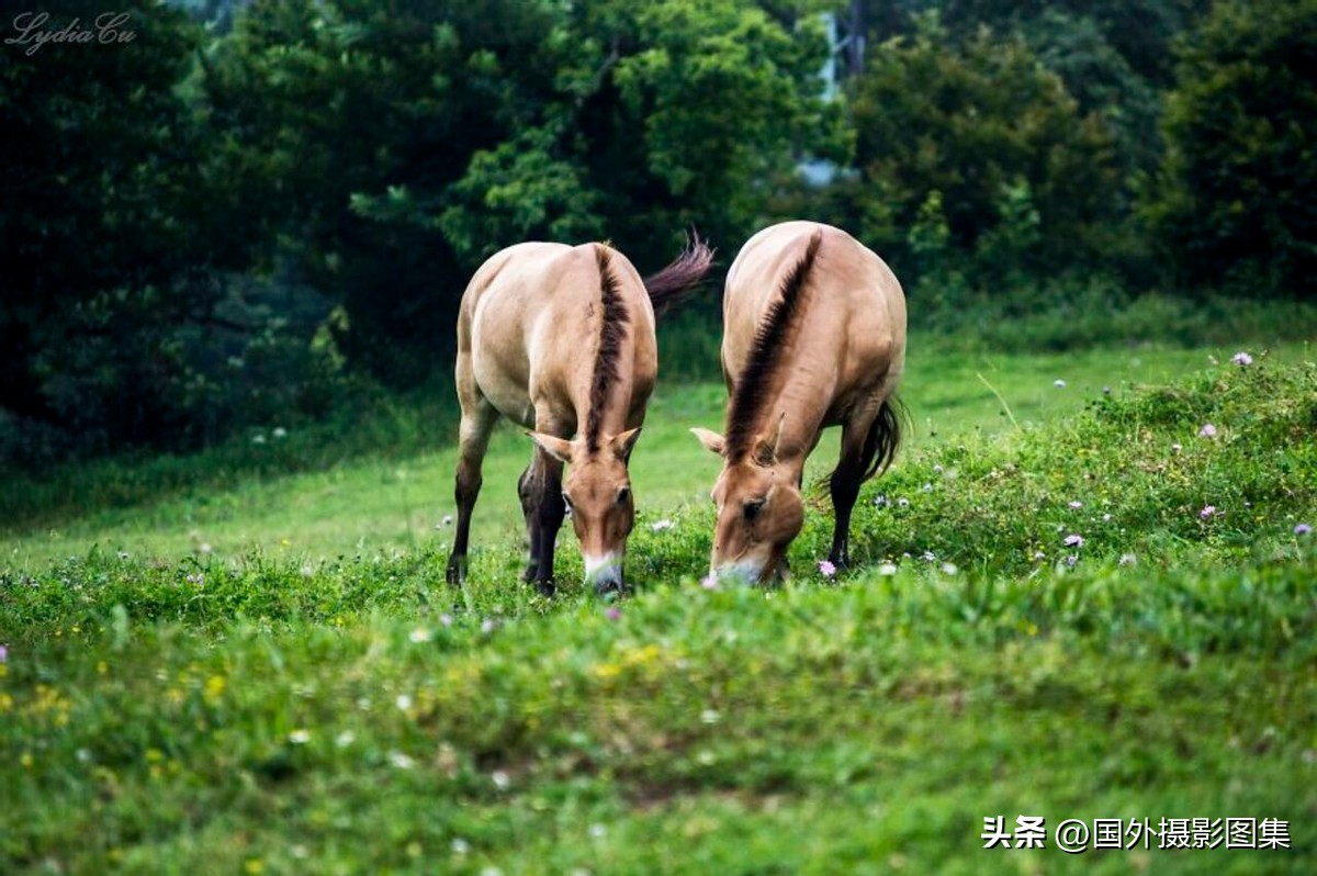 世界顶级唯美人像摄影师,世界顶级自然摄影师作品