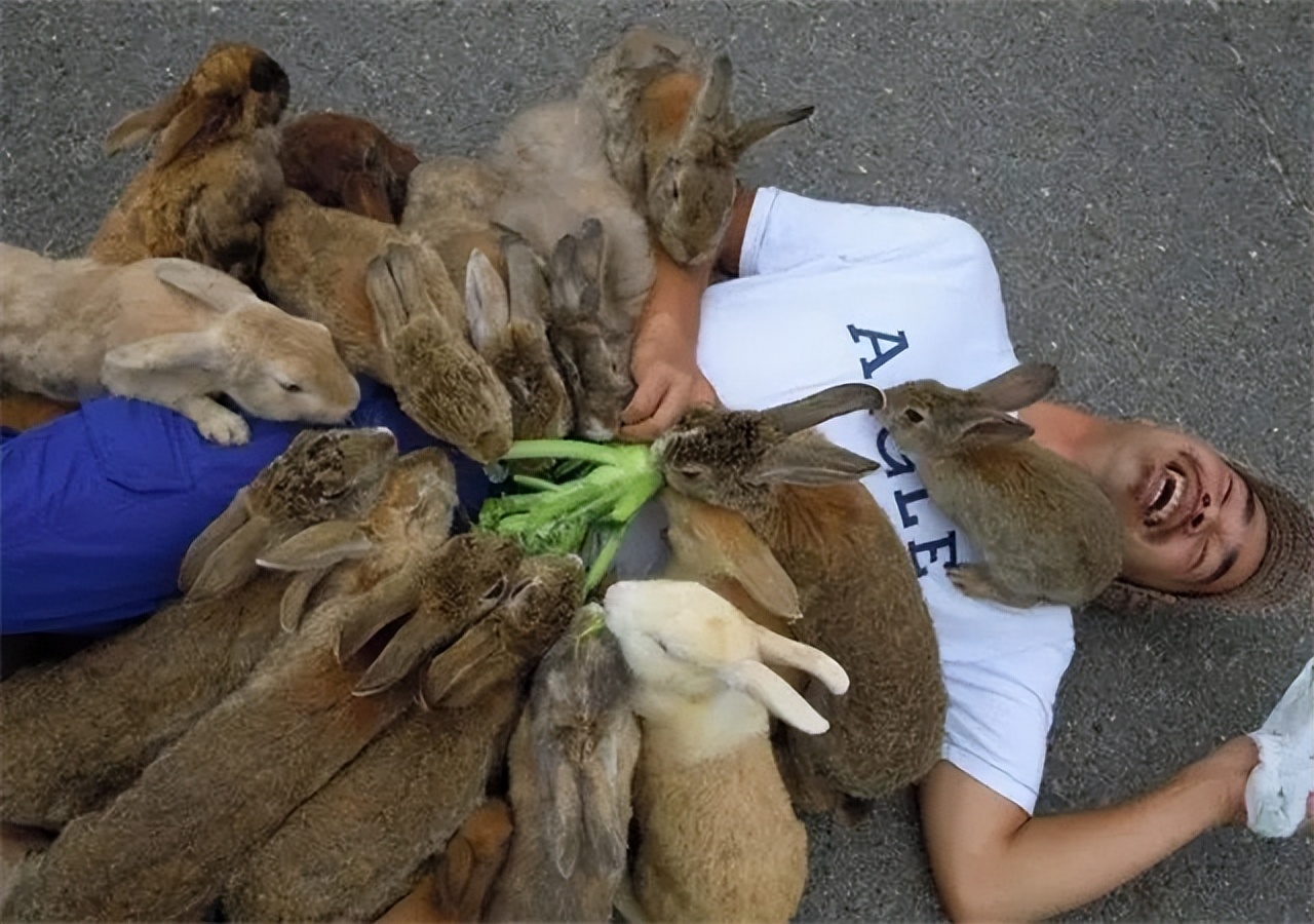 澳大利亚野兔泛滥为什么人不吃,澳洲野兔泛滥多达100亿只
