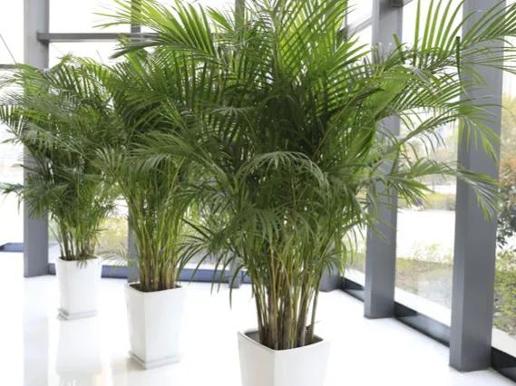 吸甲醛净化空气室内适合植物排名,吸甲醛空气净化器绿植