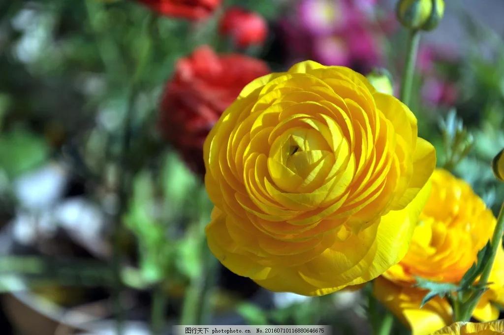 花草种类名称介绍,各种各样的花草名称大全