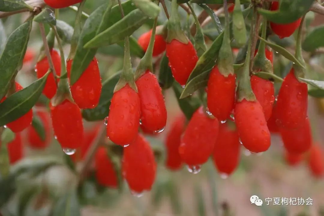 品牌打造贵在持续！宁夏枸杞不断拓展国内外“朋友圈”