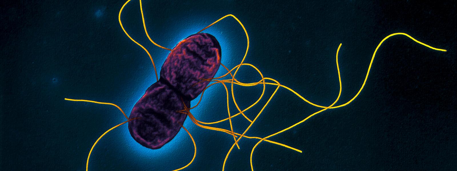 可以抑制化脓性细菌的益生菌,益生菌专家解读