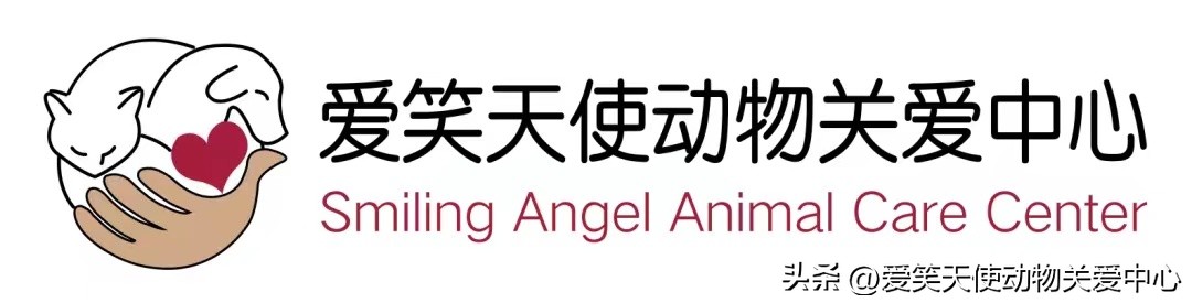 猫咪的胡须不能随便剪你知道吗,蓝猫胡子太长能剪吗