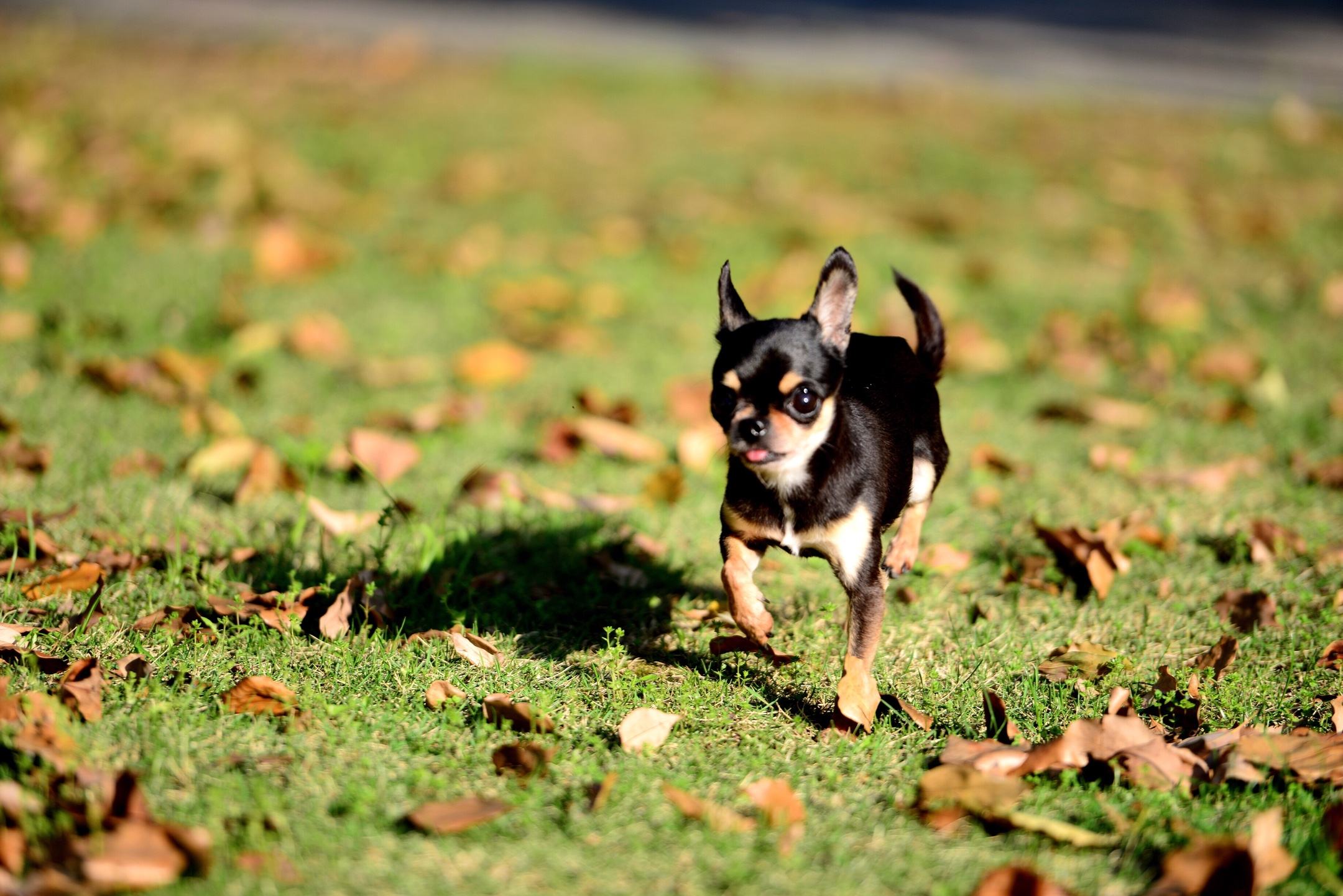 冬季养吉娃娃，这样做相当于给它“折寿”