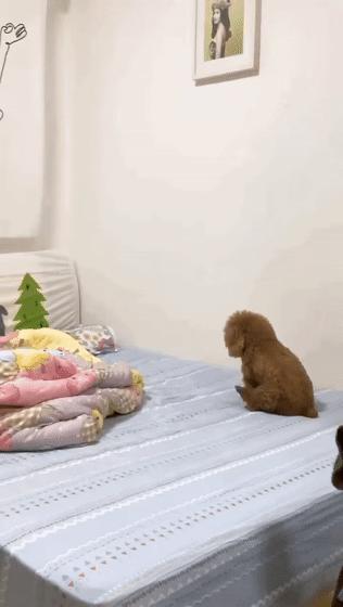 狗狗肛门腺是什么？在哪里呢？多久挤一次？不挤又会怎样？