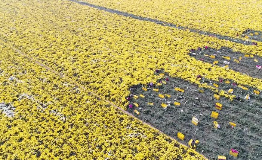 哪的菊花最正宗,什么品种的菊花最好吃