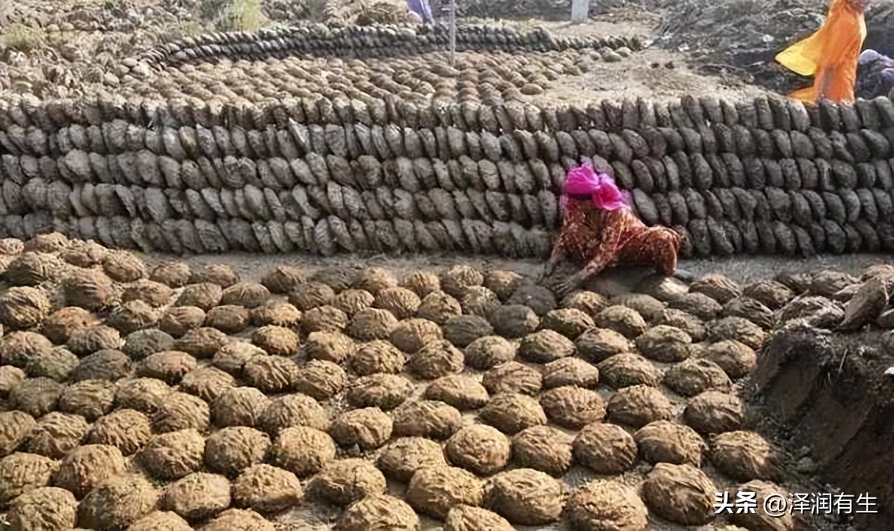 印度教徒喝牛尿能杀病毒吗,印度人用牛尿泡牛粪