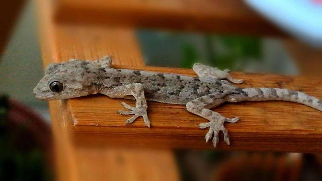 人畜无害的壁虎为何位居五毒之一,壁虎有人性吗