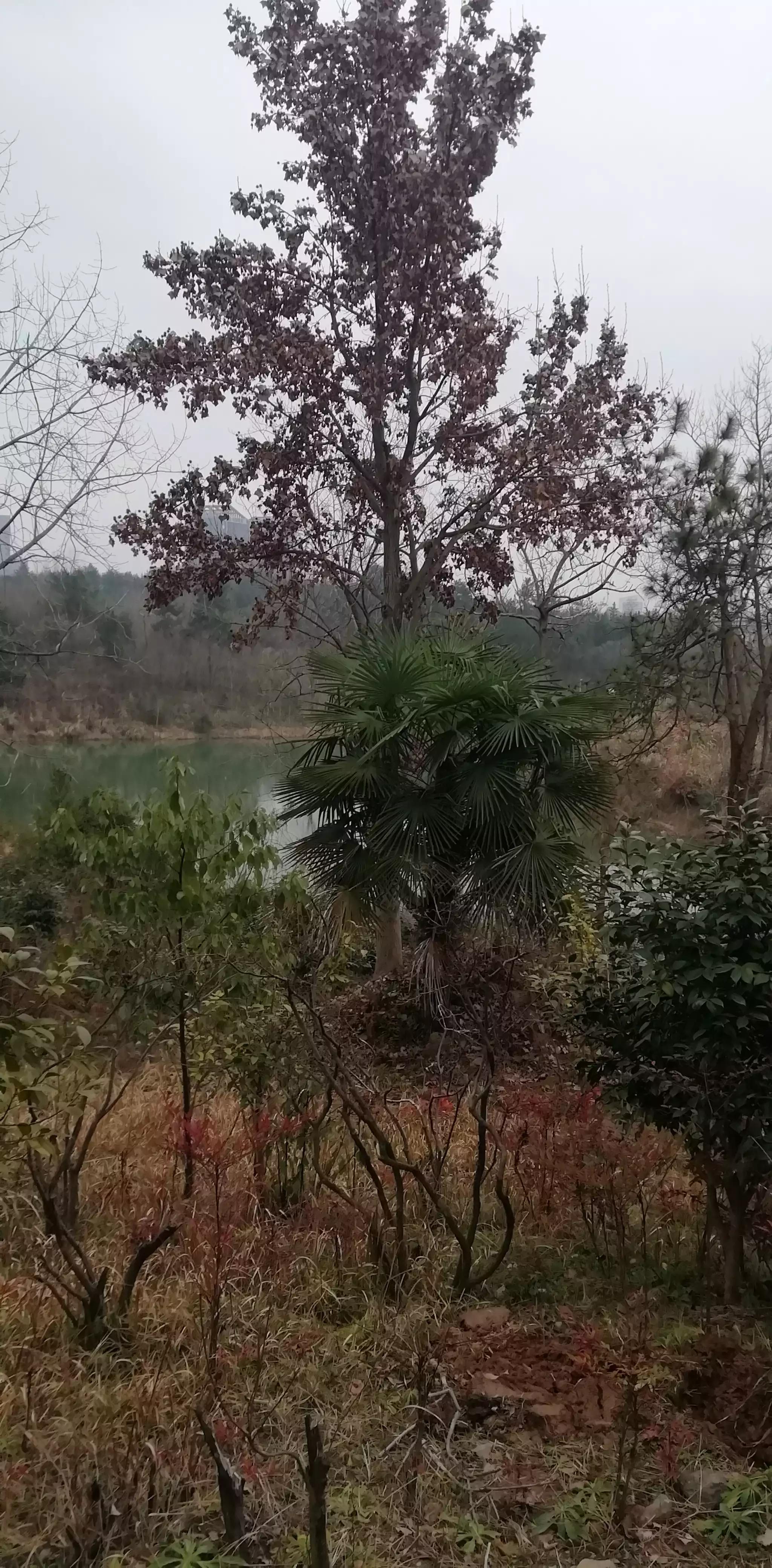 请投友们评论拍摄的怎么样？