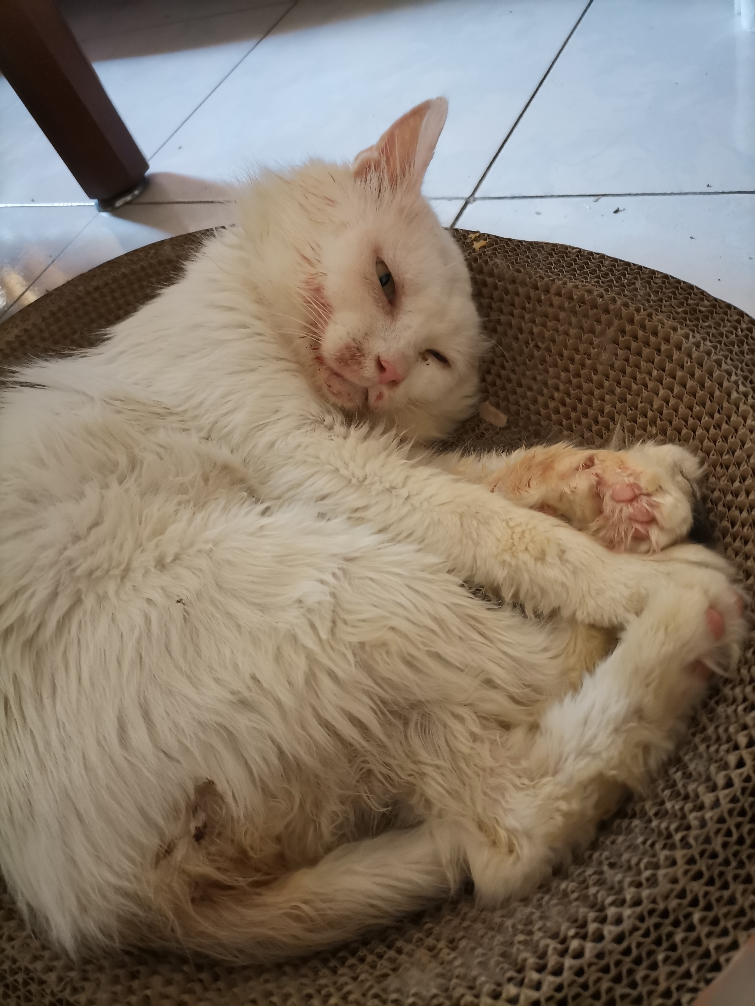 我的第二只猫咪图片,第二只猫来了第一只猫生气