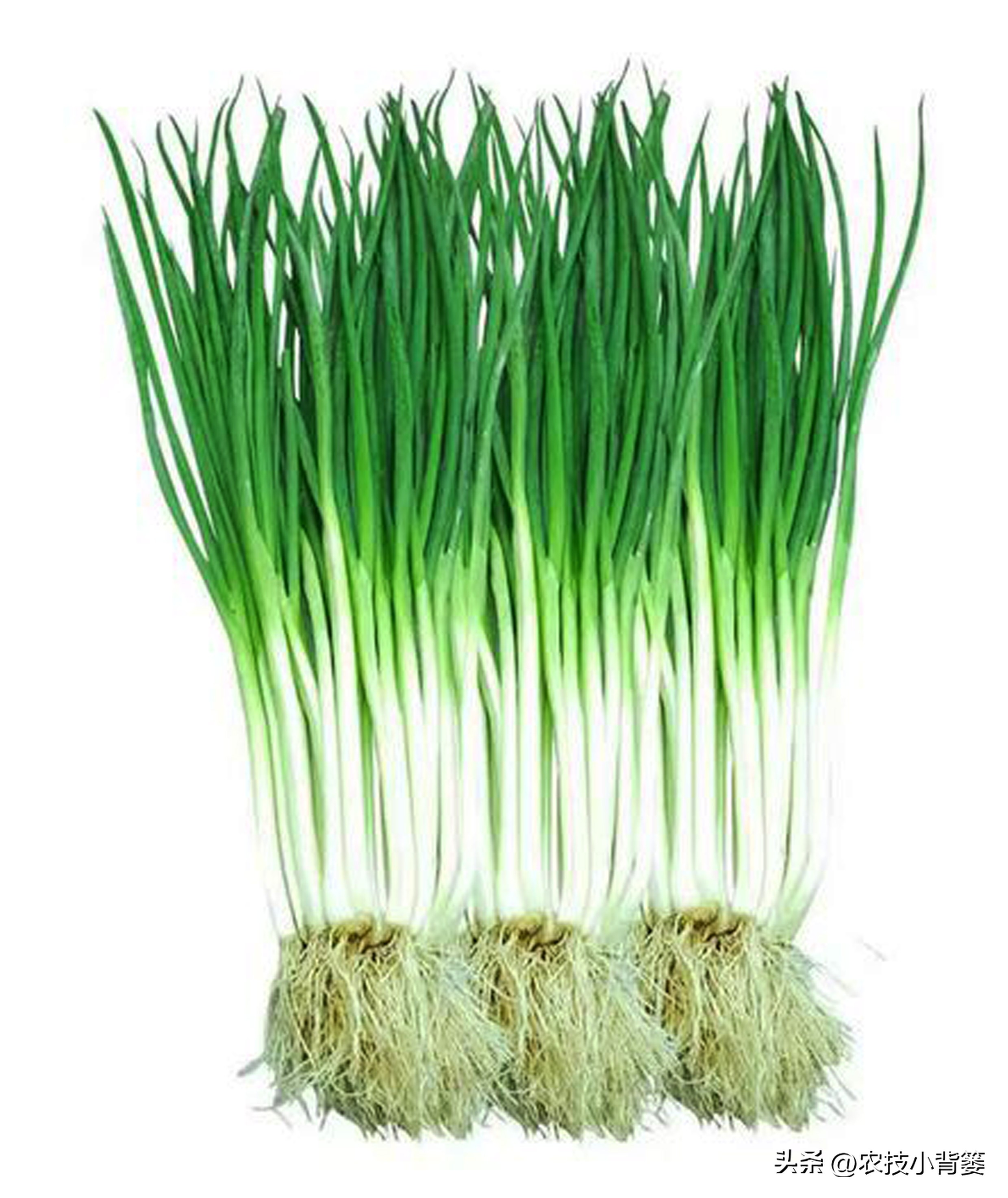 小香葱的种植方法与时间,小香葱播种多久可以采收