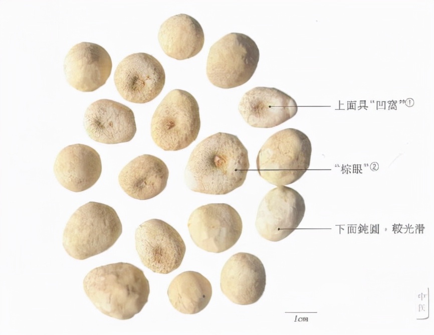 带你识中药,半夏厚朴汤中药