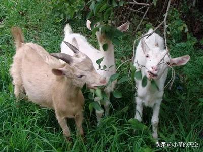 羊奶主要缺点,羊奶怎么养好喝