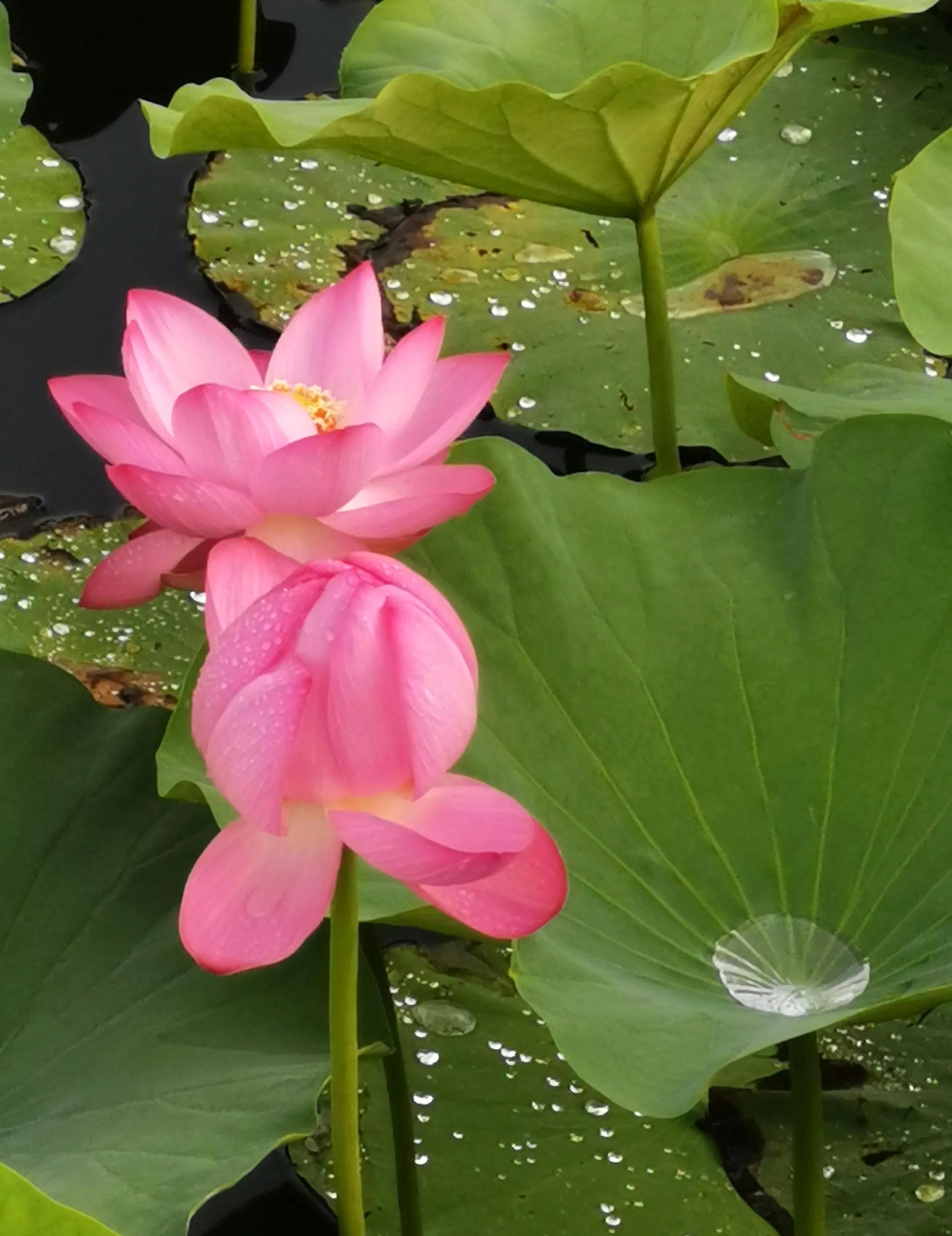 长春市南湖公园和南溪小镇,长春北湖湿地和南溪谁大