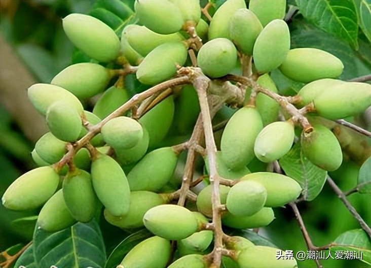 广东十大水果有哪些,潮汕四大水果有哪些