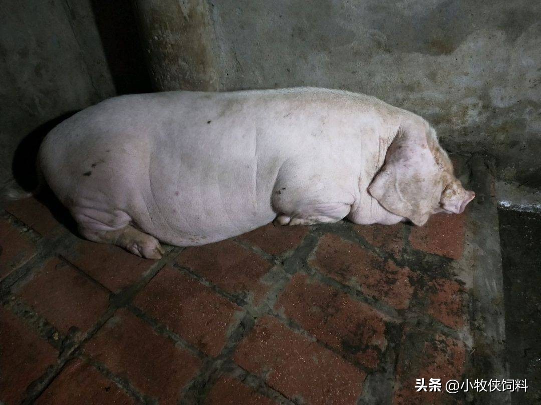 猪拉粪球怎么处理,猪拉干粪不吃食怎么治