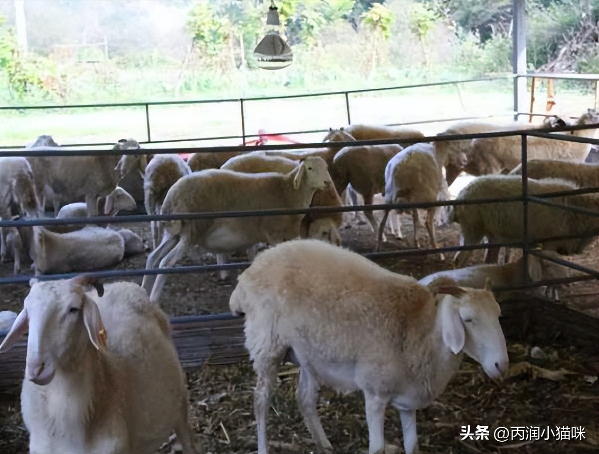 养羊50只一年赚多少钱10万,养羊10只一年赚多少钱利润