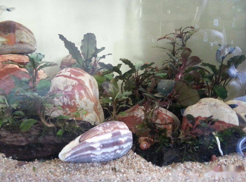 水下叶迷你辣椒榕,蓝精灵辣椒榕在水下开花吗