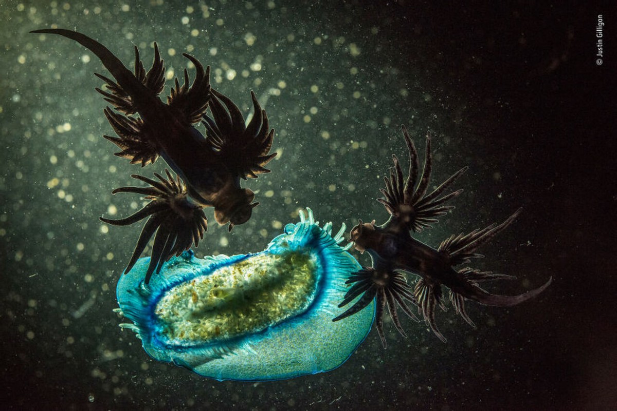 2019年最佳野生动物照片,2022年搞笑野生动物摄影作品