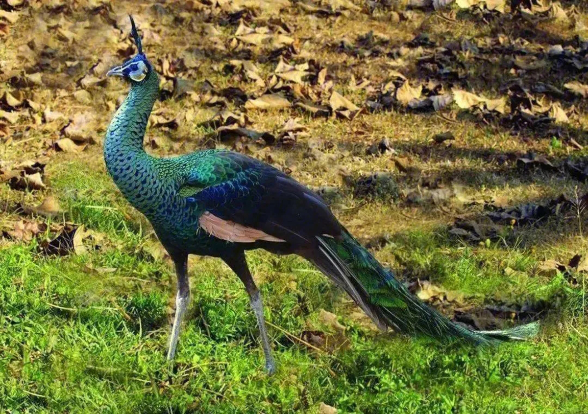 为什么蓝孔雀比绿孔雀多,蓝孔雀为什么受人爱