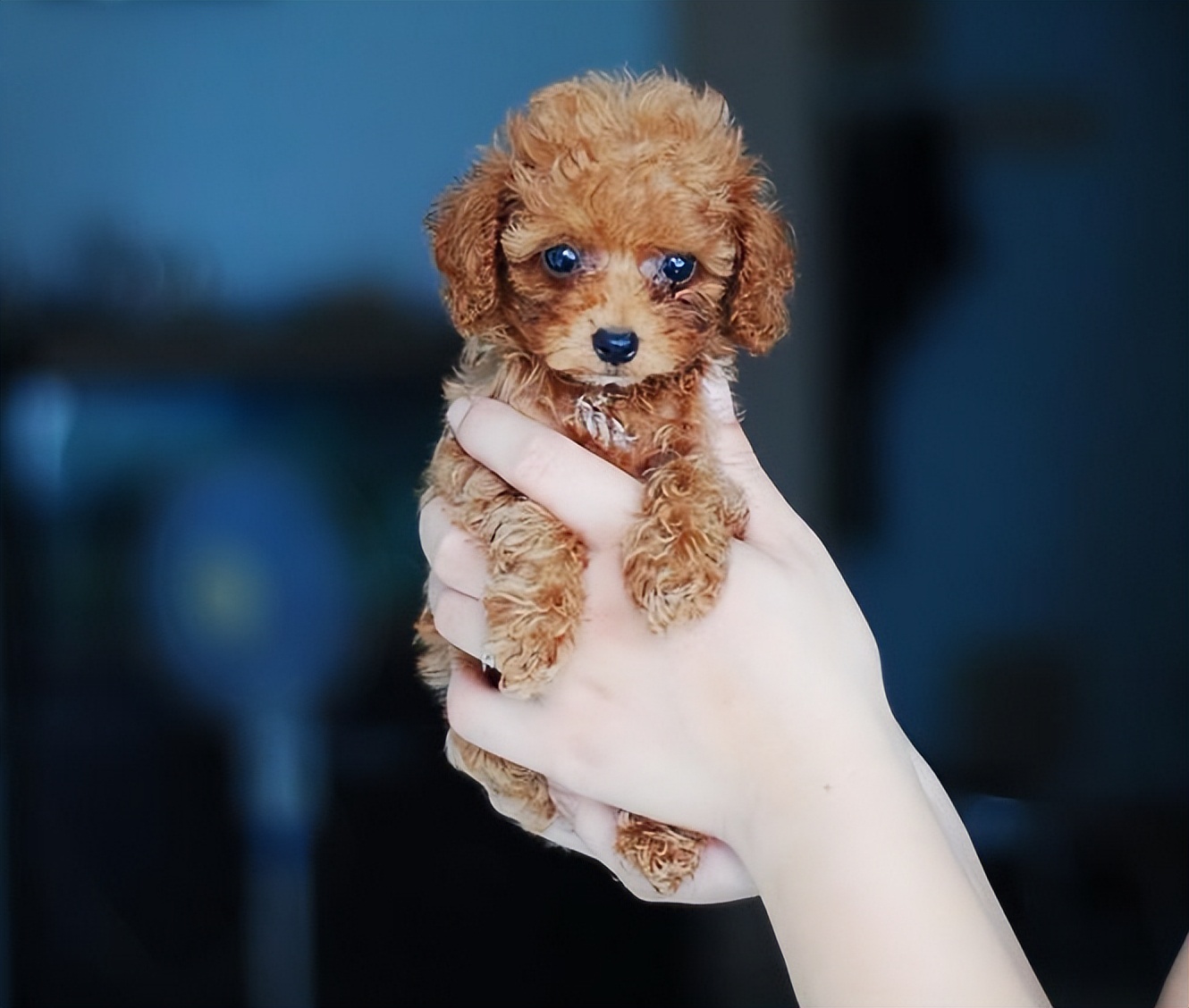 如何挑选幼犬？下面4个方法，让你养到心仪的狗狗