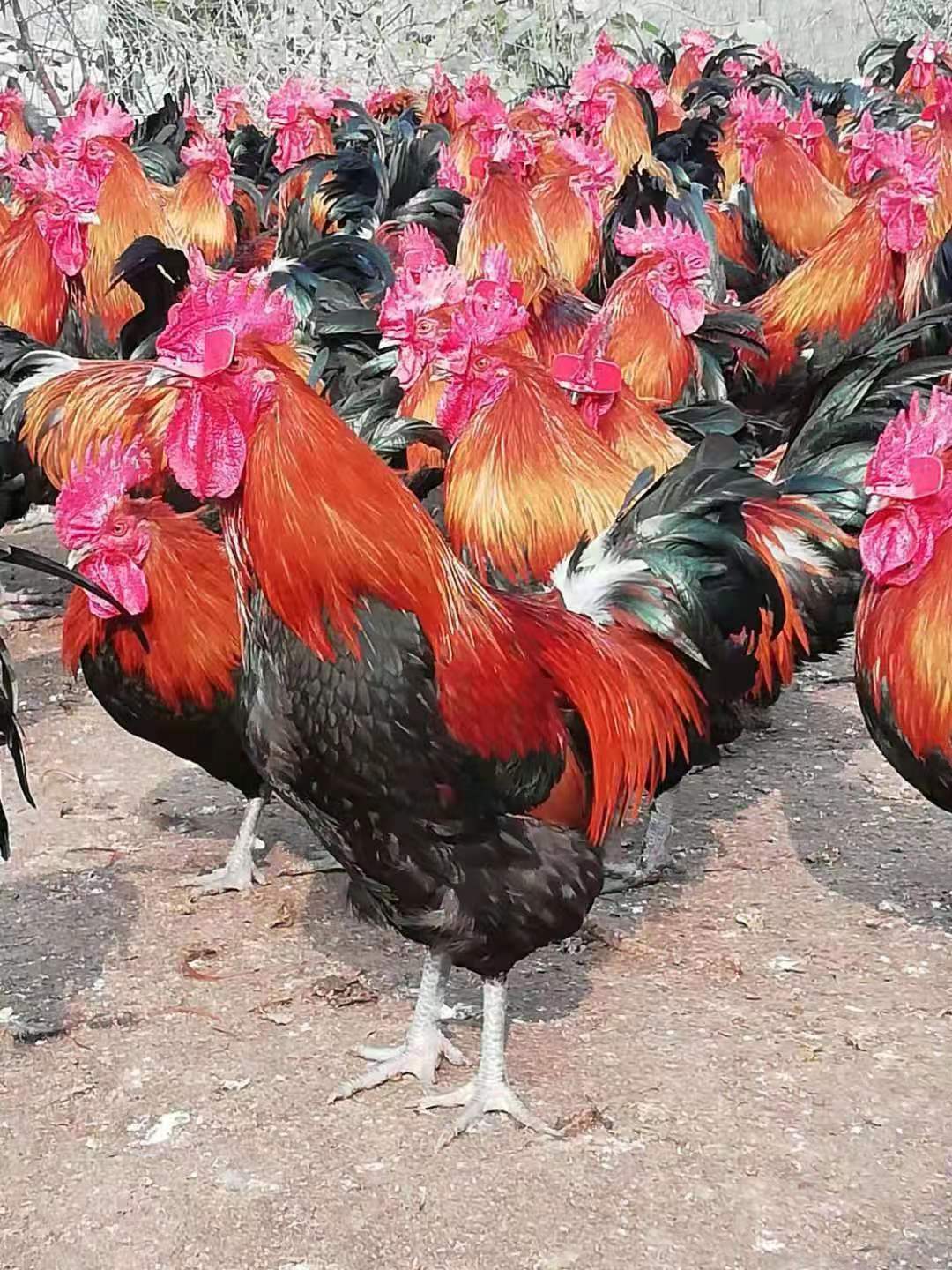 创业养土鸡怎样才赚钱,年轻人创业养土鸡好吗