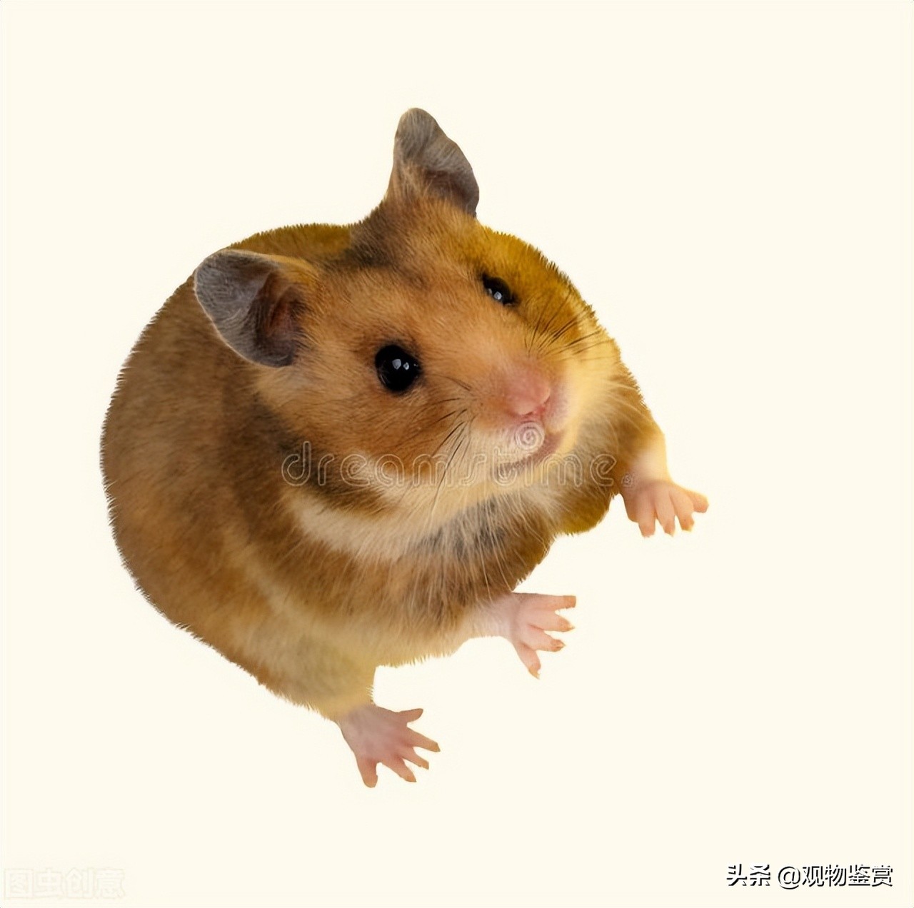 仓鼠的腿断了还能活多久,公仓鼠和母仓鼠寿命