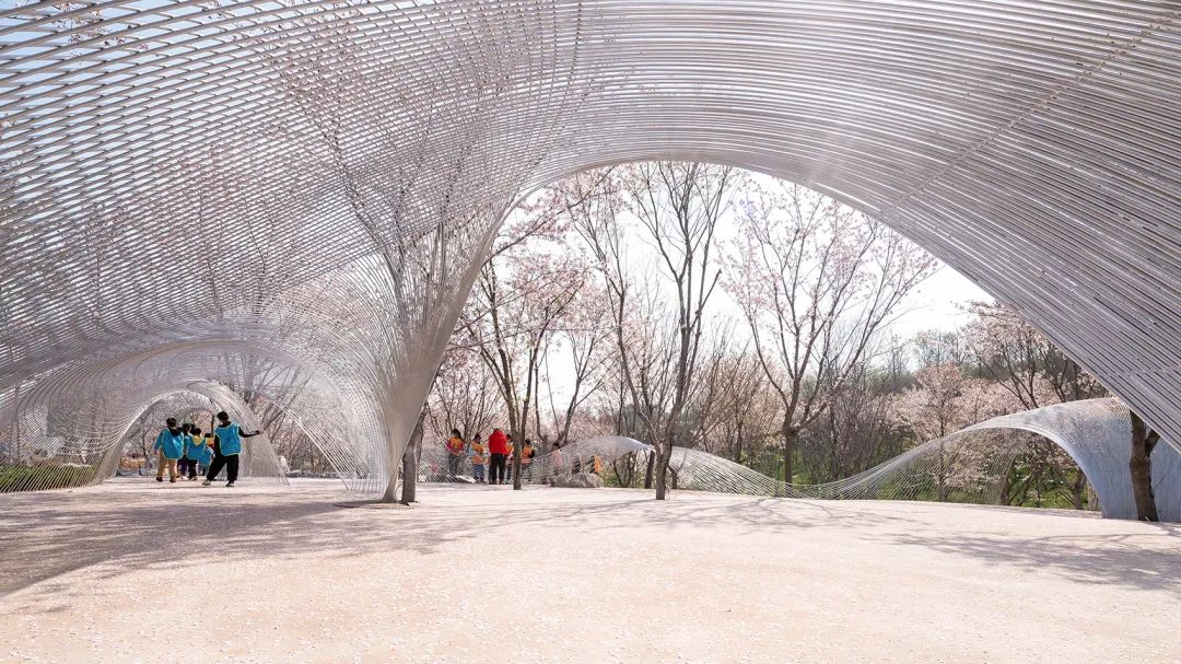 樱花树下的四年,樱花树下4