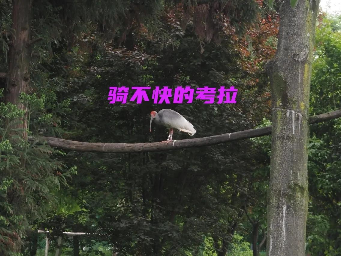 秦岭四宝大熊猫羚牛朱鹮金丝猴 (秦岭四宝科学公园多少大熊猫)