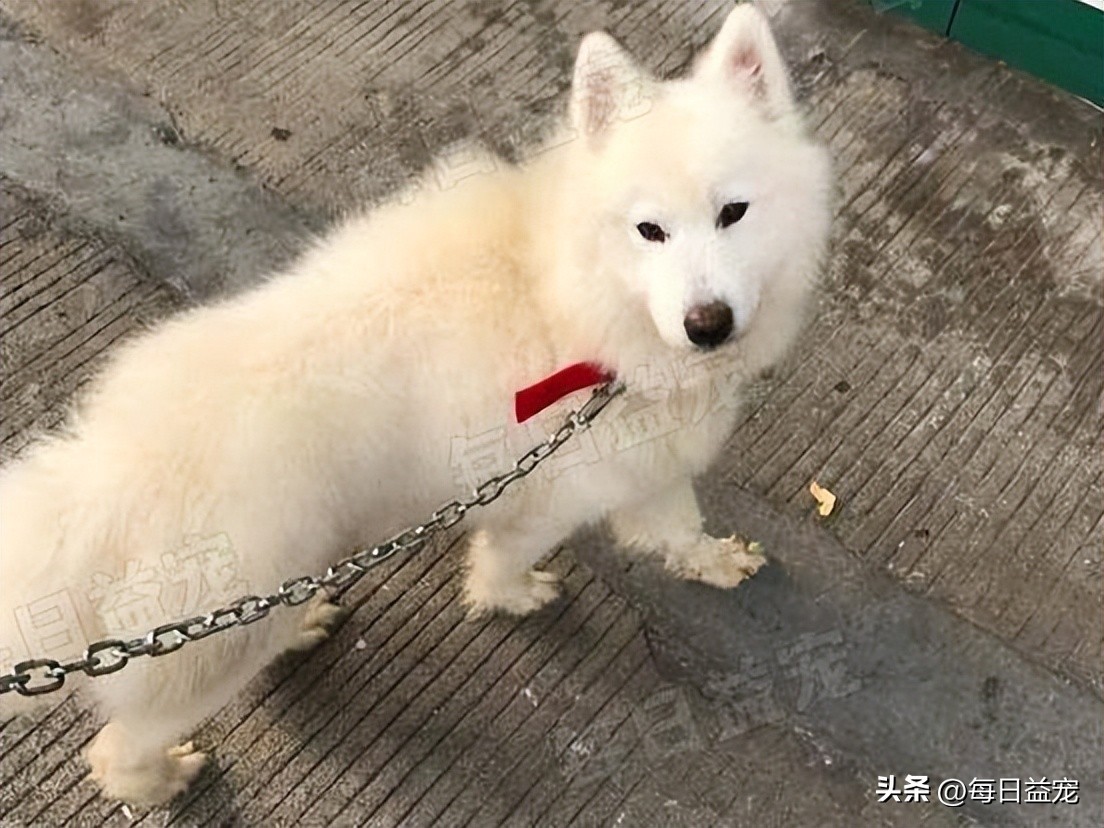 萨摩耶被当成肉狗卖掉，路人巧妙将它带走，回家一洗漂亮极了