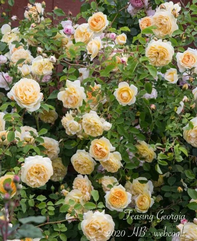 欢笑格鲁吉亚藤本,欢笑格鲁吉亚会变色吗