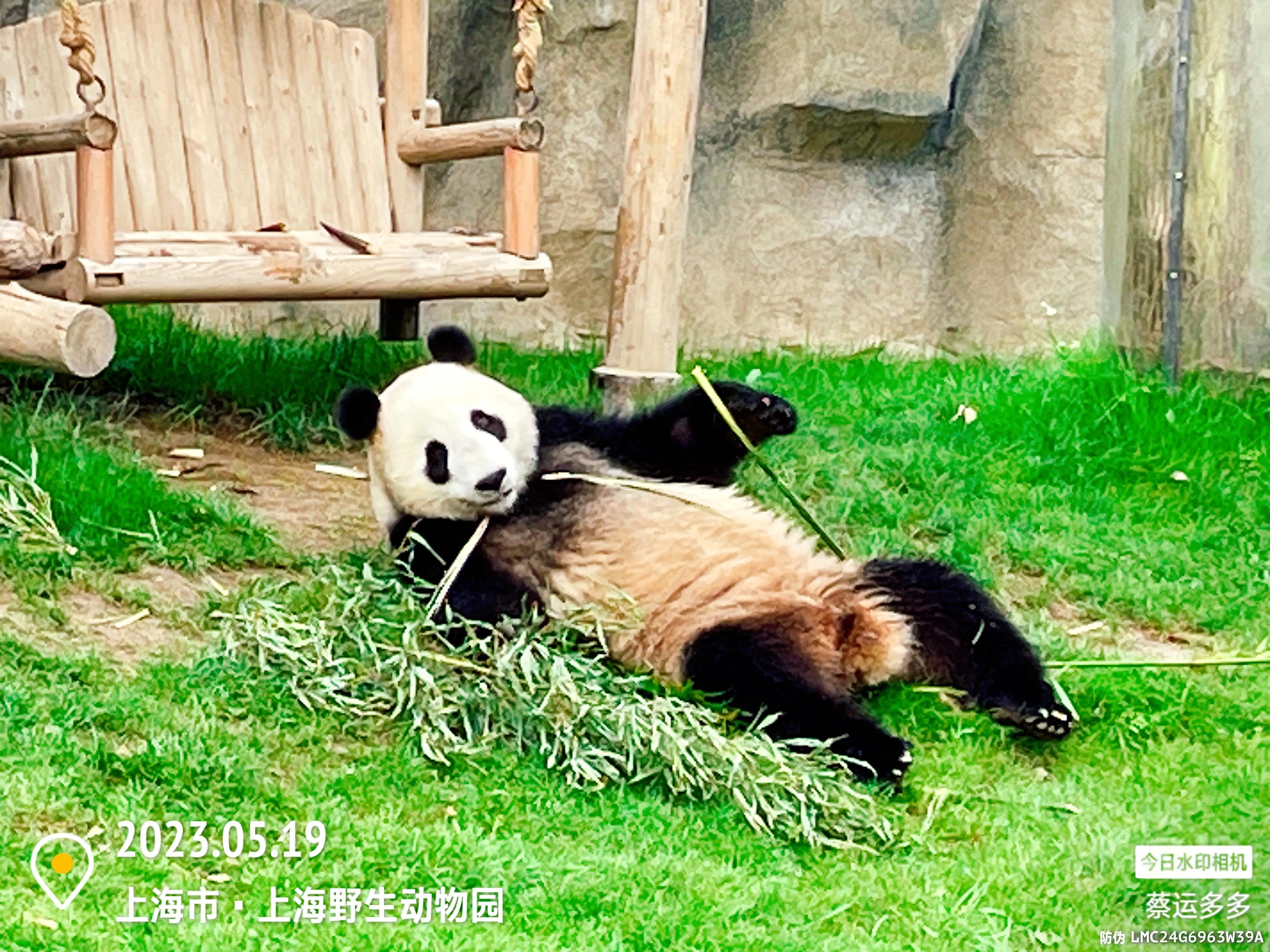 我喜爱的动物是小猫,什么动物招人喜爱