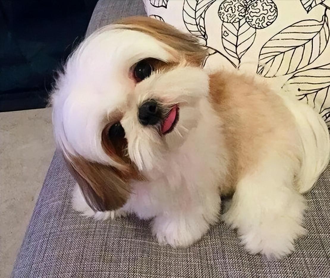 中国的五大知名犬,中国五大名犬